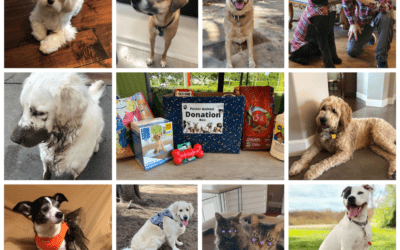 Prioritizing Pet Health at LCS: Diagnostics Lab Construction