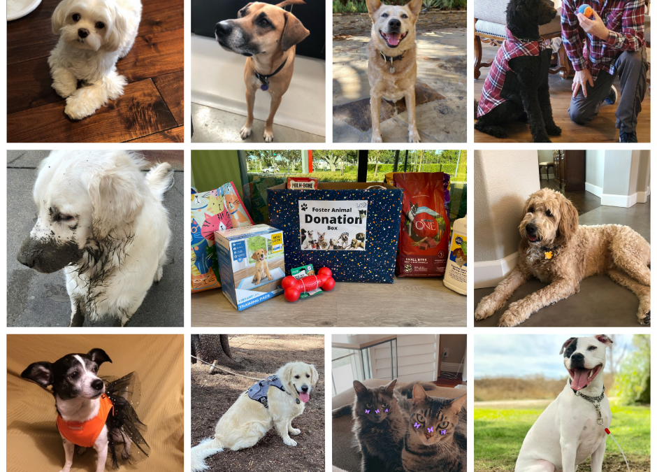 Prioritizing Pet Health at LCS: Diagnostics Lab Construction